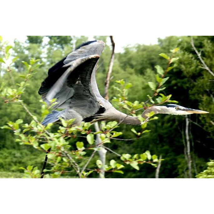 The Great Blue Herons Are Back!