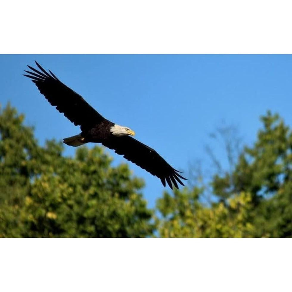 The Majestic Exploration of the Bald Eagle of CVNP-Appalachian Outfitters