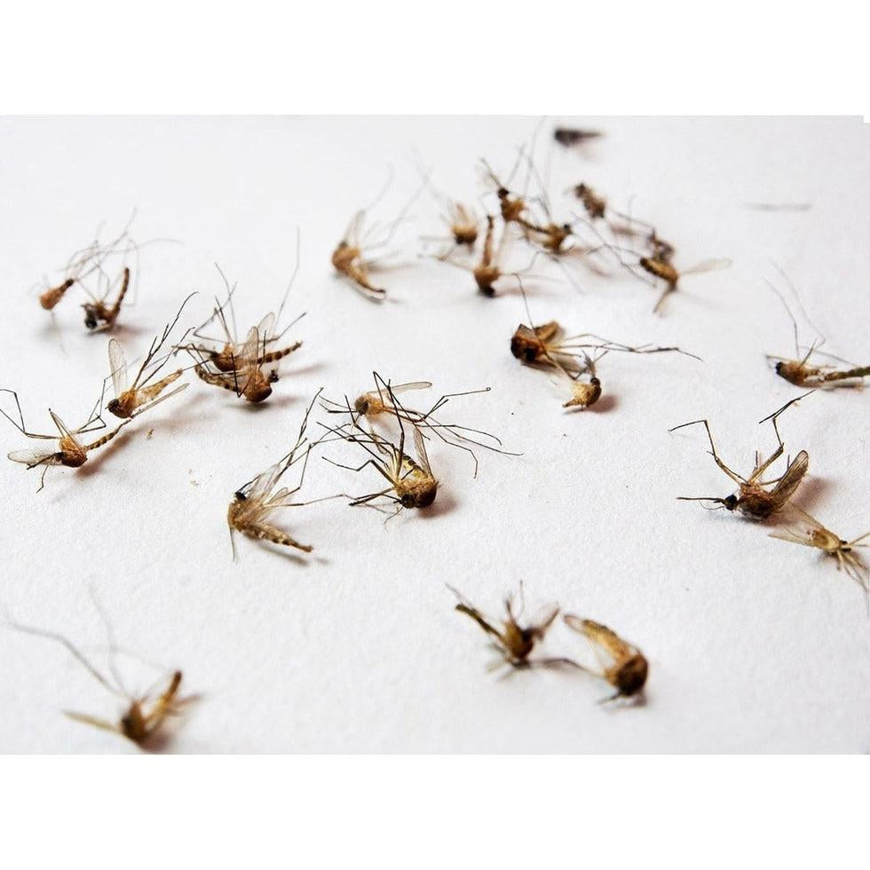 Zika Virus: Stay Safe This Summer-Appalachian Outfitters