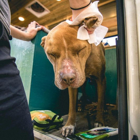 Adventure Dog Wipes 8-pack-Pets - Safety - First-Aid-Adventure Medical Kits-Appalachian Outfitters