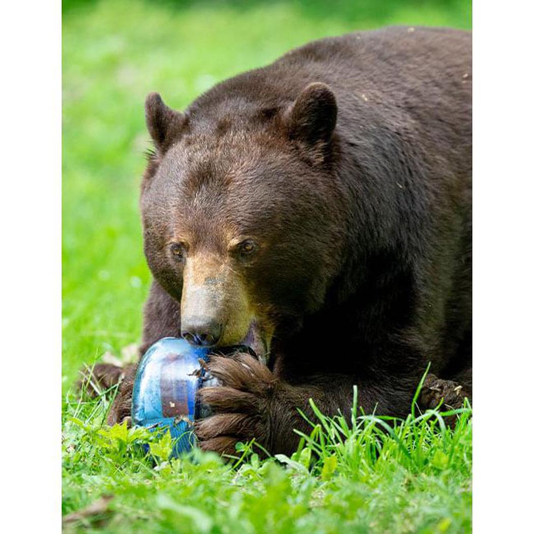 Bear Vault BV425 - Sprint-Food - Food Storage-Bear Vault-Appalachian Outfitters