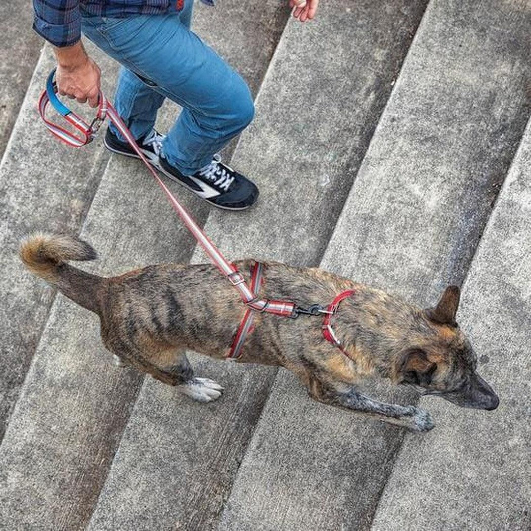 Kurgo Walk About no Pull Leash Charcoal/Chilli Outdoor Dogs