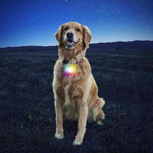 Nite Ize Spotlit Collar Light Outdoor Dogs