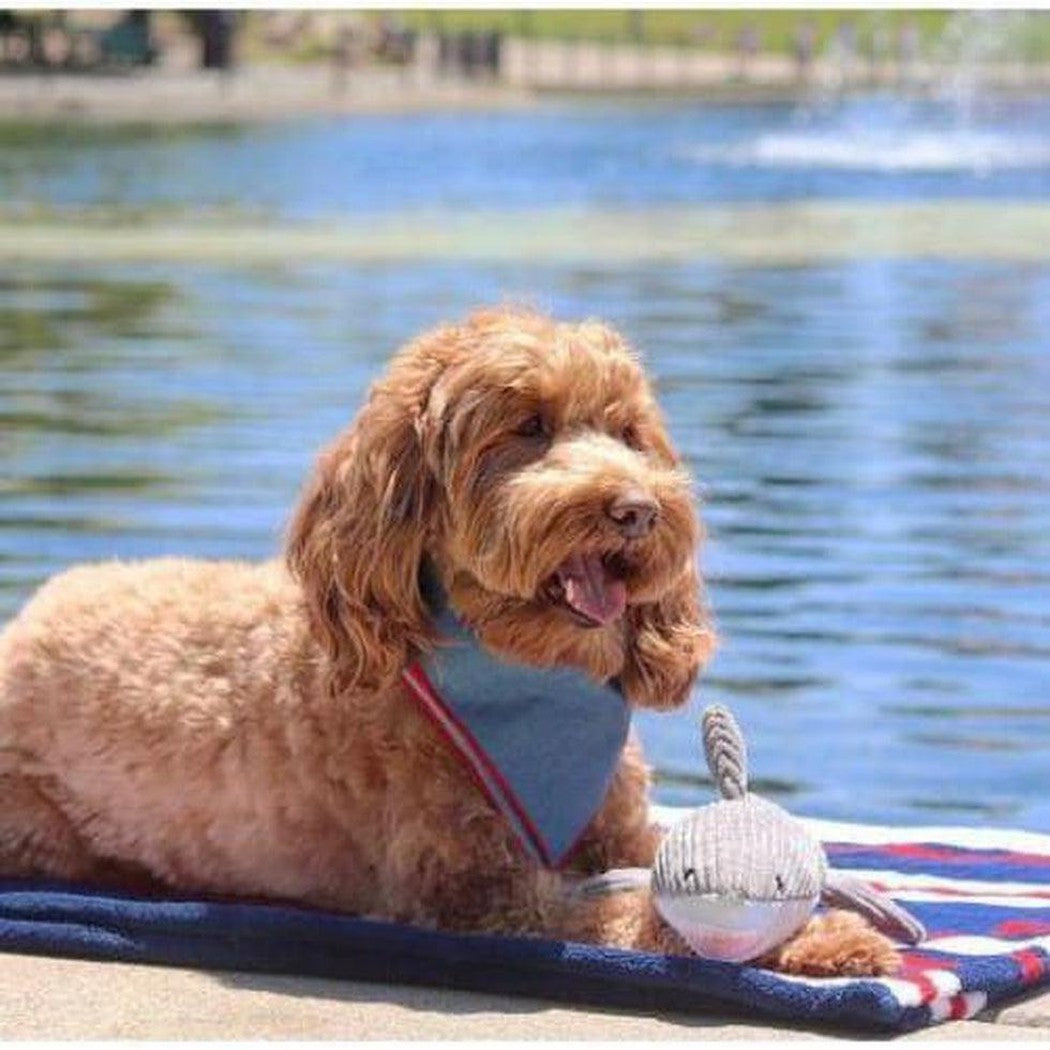 Tall Tails Crunch Shark Toy Outdoor Dogs