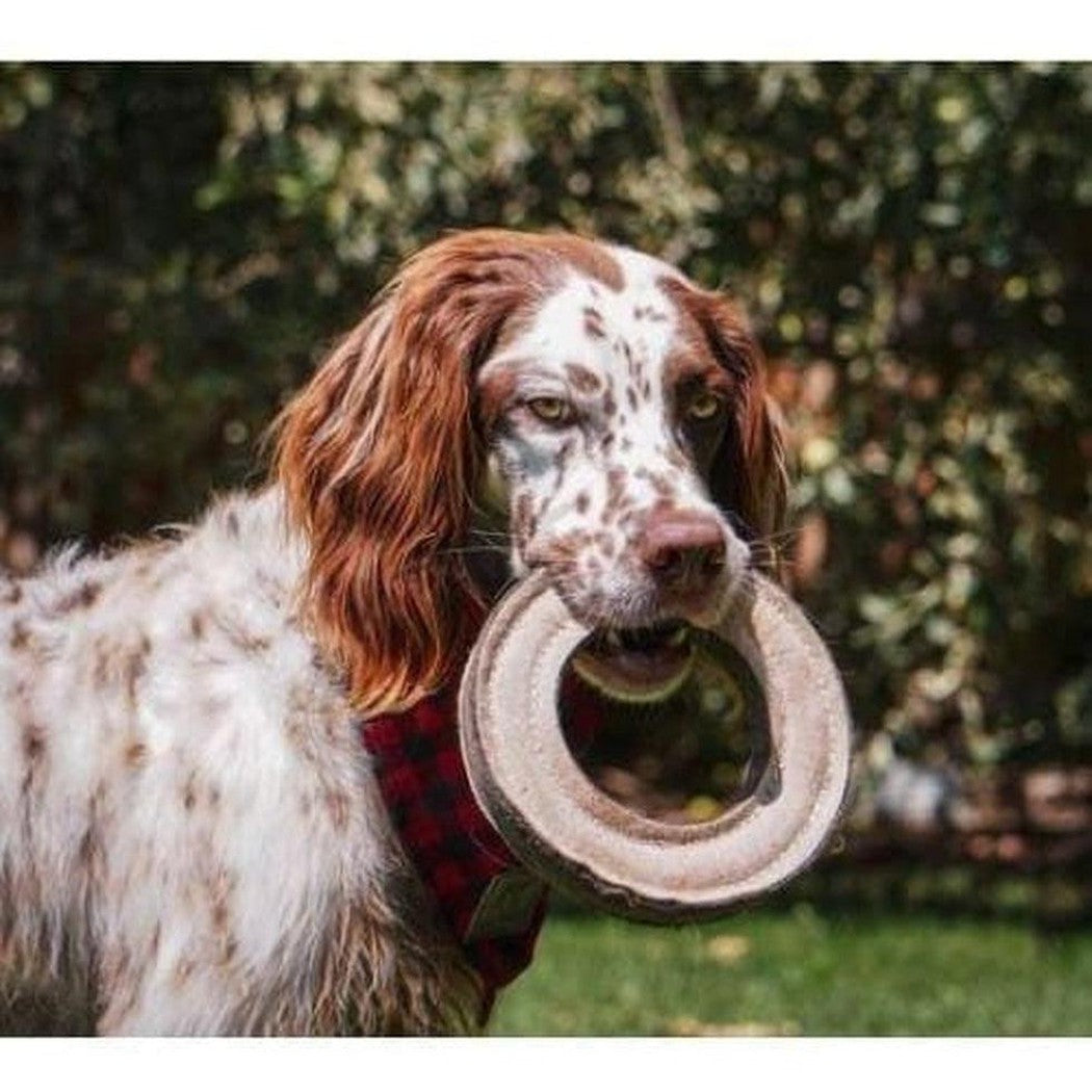 Tall Tails Natural Leather Ring Toy Outdoor Dogs