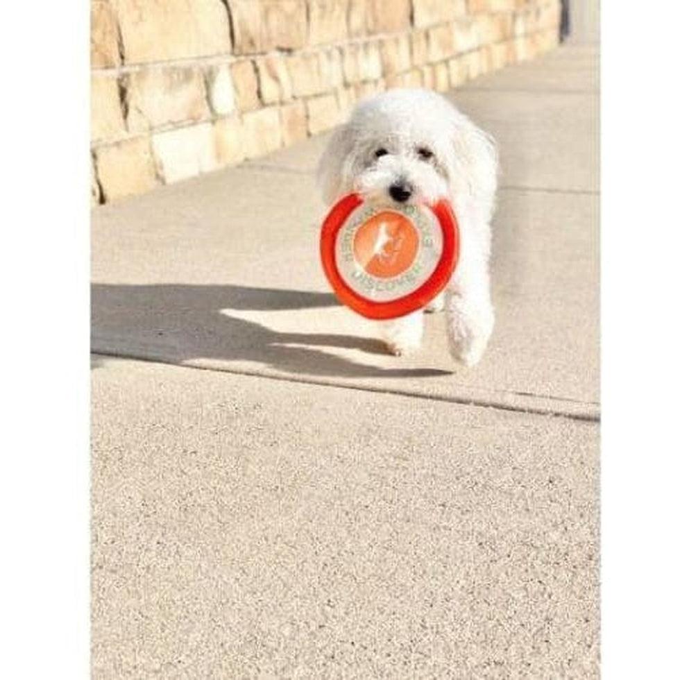 Tall Tails Soft Flying Disc Outdoor Dogs