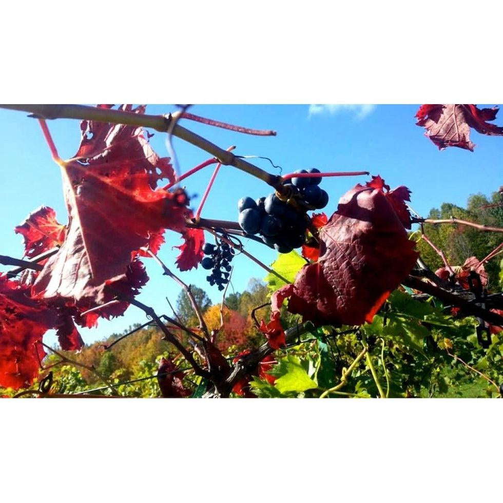 Sarah’s Vineyard: Escape The Daily Grind-Appalachian Outfitters