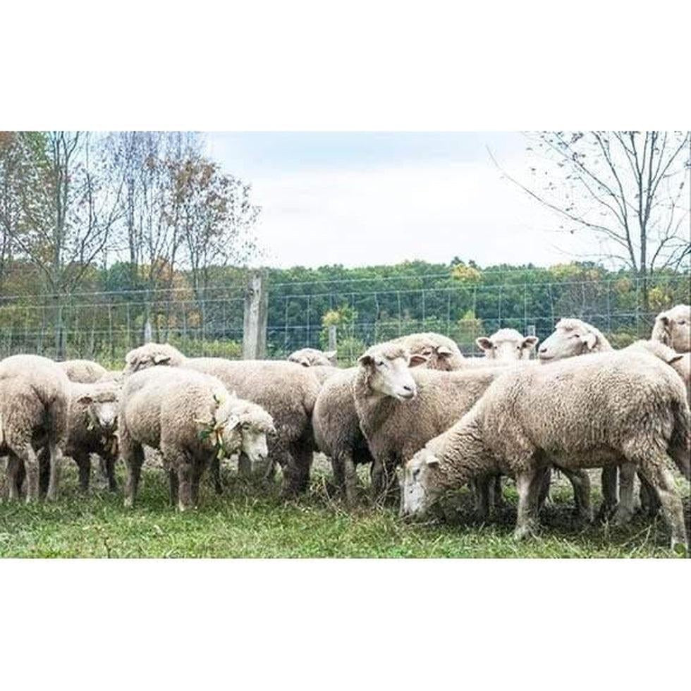 The Spicy Lamb Farm: Stewardship & Sustainability in One Community-Appalachian Outfitters