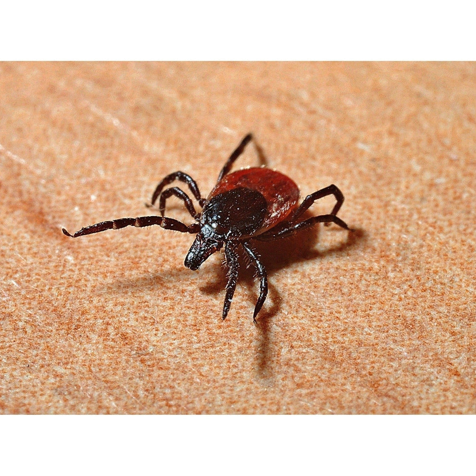 Ticks and Lyme Disease: What to do if a Tick Bites You-Appalachian Outfitters