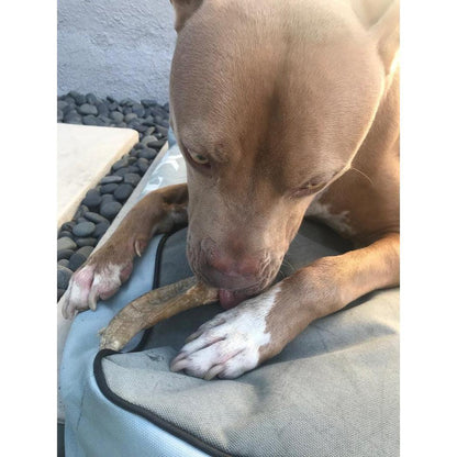 Icelandic+ Large Lamb Horn Dog Treat-Pets - Treats-Icelandic+-Appalachian Outfitters