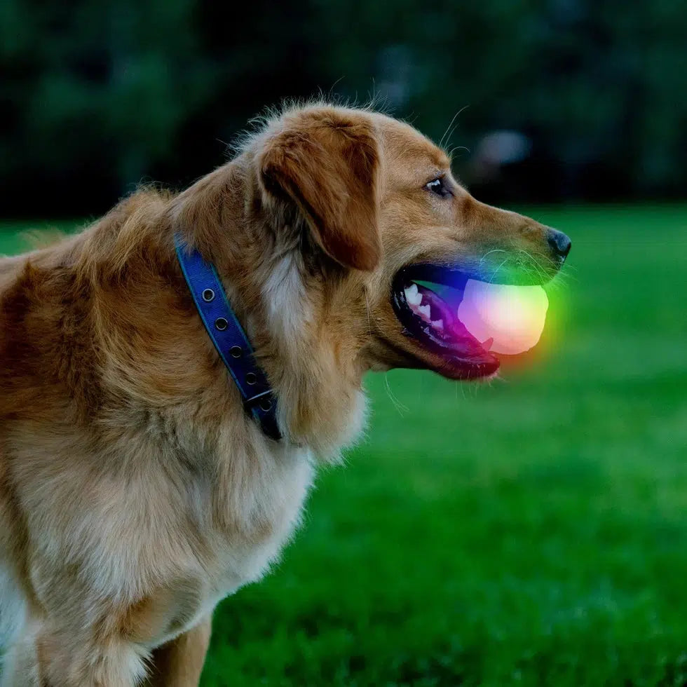 GlowStreak Wild LED Ball - Disc-O-Pets - Safety - Lights-Nite Ize-Appalachian Outfitters