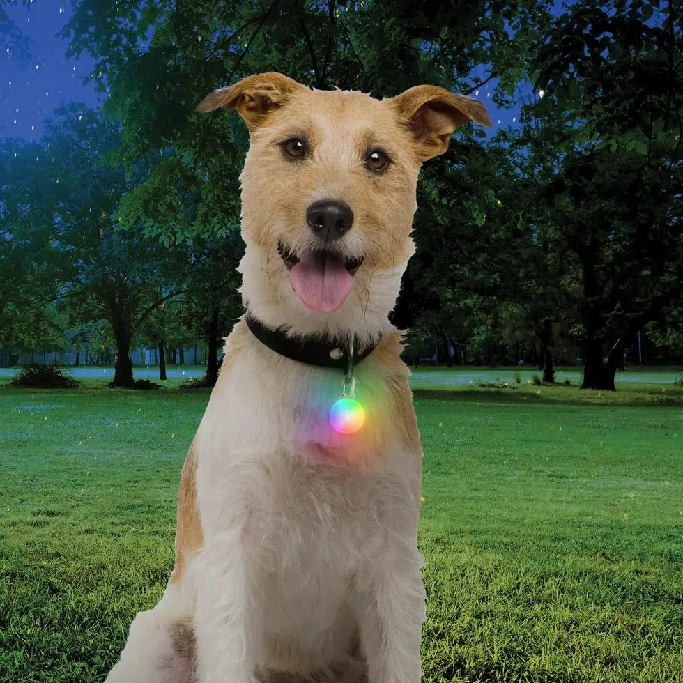 SpotLit Rechargeable Collar Light - Disc-O Tech-Pets - Safety - Lights-Nite Ize-Jewel-Appalachian Outfitters