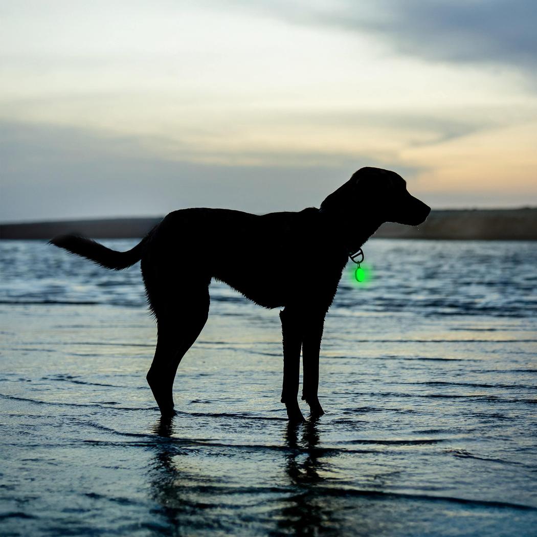 Nite Ize SpotLit Splash Waterproof Rechargeable Collar Light - Disc-O Select-Pets - Safety - Lights-Nite Ize-Appalachian Outfitters