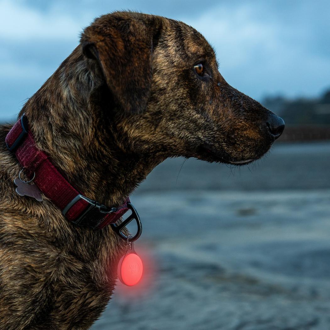 Nite Ize SpotLit Splash Waterproof Rechargeable Collar Light - Disc-O Select-Pets - Safety - Lights-Nite Ize-Appalachian Outfitters