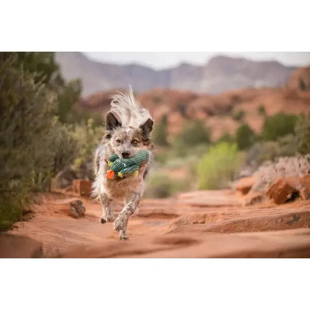 P.L.A.Y Blooming Buddies Prickly Pup Cactus-Pets - Toys-P.L.A.Y-Appalachian Outfitters