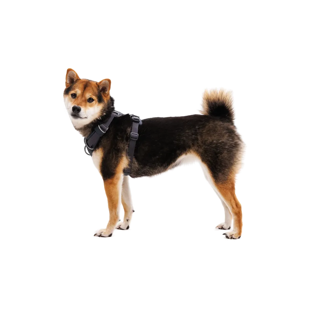 Ruffwear Front Range Harness-Pets - Harnesses-Ruffwear-Appalachian Outfitters