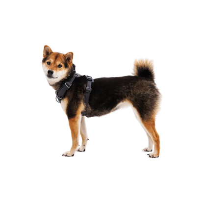 Ruffwear Front Range Harness-Pets - Harnesses-Ruffwear-Appalachian Outfitters